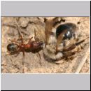 Formica -Serviformica- sanguinea - Blutrote Raubameise 20 9mm - mit Andrena vaga-Sandbiene.jpg
